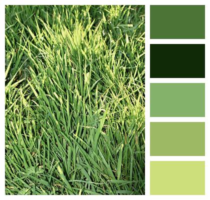 Perennial Grass Green Herb Image